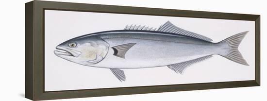 Fishes: Perciformes Pomatomidae, Bluefish (Pomatomus Saltatrix)-null-Framed Premier Image Canvas