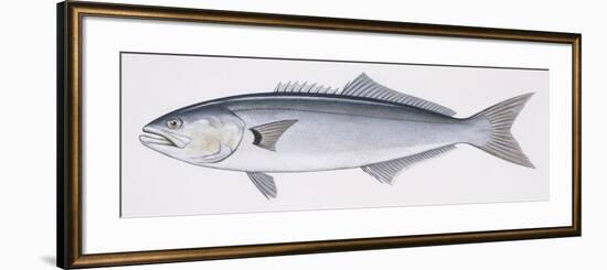 Fishes: Perciformes Pomatomidae, Bluefish (Pomatomus Saltatrix)-null-Framed Giclee Print
