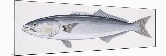 Fishes: Perciformes Pomatomidae, Bluefish (Pomatomus Saltatrix)-null-Mounted Giclee Print
