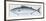 Fishes: Perciformes Scombridae - Atlantic Bonito (Sarda Sarda)-null-Framed Giclee Print