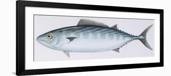 Fishes: Perciformes Scombridae - Atlantic Bonito (Sarda Sarda)-null-Framed Giclee Print