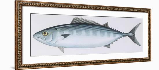 Fishes: Perciformes Scombridae - Atlantic Bonito (Sarda Sarda)-null-Framed Giclee Print