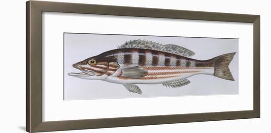 Fishes: Perciformes Serranidae - Comber (Serranus Cabrilla)-null-Framed Giclee Print