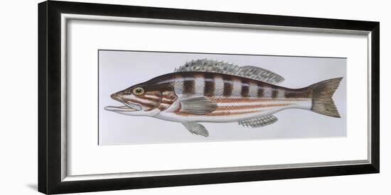 Fishes: Perciformes Serranidae - Comber (Serranus Cabrilla)-null-Framed Giclee Print