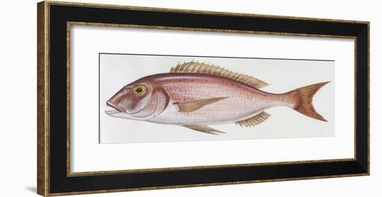 Fishes: Perciformes Sparidae - Common Dentex (Dentex Dentex)-null-Framed Giclee Print