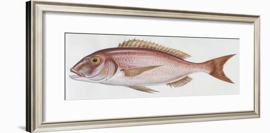 Fishes: Perciformes Sparidae - Common Dentex (Dentex Dentex)-null-Framed Giclee Print