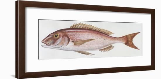 Fishes: Perciformes Sparidae - Common Dentex (Dentex Dentex)-null-Framed Giclee Print