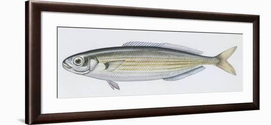 Fishes: Perciformes Sparidae - Salema (Sarpa Salpa)-null-Framed Giclee Print