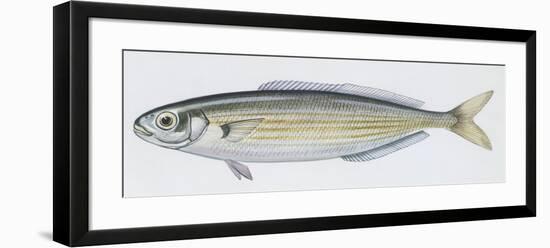 Fishes: Perciformes Sparidae - Salema (Sarpa Salpa)-null-Framed Giclee Print