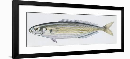 Fishes: Perciformes Sparidae - Salema (Sarpa Salpa)-null-Framed Giclee Print