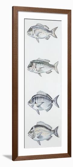 Fishes: Perciformes Sparidae-null-Framed Giclee Print