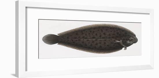 Fishes: Pleuronectiformes Soleidae, Adriatic Sole (Pegusa Impar)-null-Framed Giclee Print