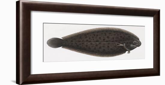 Fishes: Pleuronectiformes Soleidae, Adriatic Sole (Pegusa Impar)-null-Framed Giclee Print