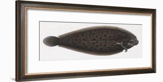 Fishes: Pleuronectiformes Soleidae, Adriatic Sole (Pegusa Impar)-null-Framed Giclee Print