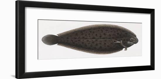 Fishes: Pleuronectiformes Soleidae, Adriatic Sole (Pegusa Impar)-null-Framed Giclee Print