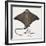 Fishes: Rajiformes, Common Eagle Ray , (Myliobatis Aquila)-null-Framed Giclee Print