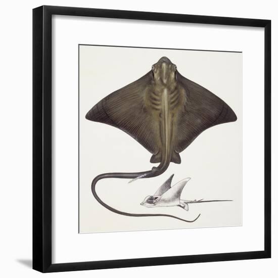 Fishes: Rajiformes, Common Eagle Ray , (Myliobatis Aquila)-null-Framed Giclee Print