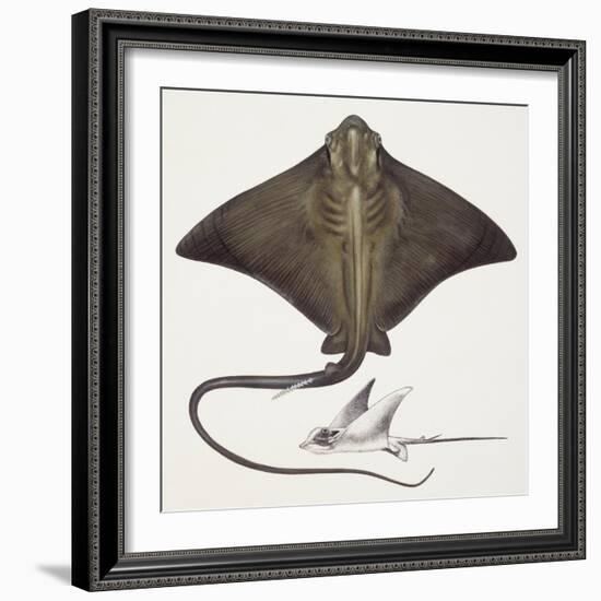 Fishes: Rajiformes, Common Eagle Ray , (Myliobatis Aquila)-null-Framed Giclee Print