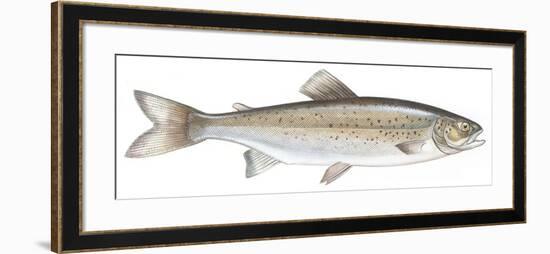 Fishes: Salmoniformes Salmonidae - Carpione Del Garda (Salmo Carpio)-null-Framed Giclee Print