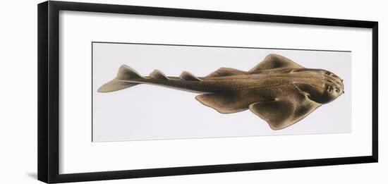 Fishes: Squatiniformes Squatinidae, Angelshark (Squatina Squatina)-null-Framed Giclee Print