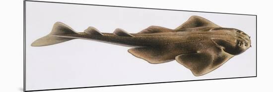 Fishes: Squatiniformes Squatinidae, Angelshark (Squatina Squatina)-null-Mounted Giclee Print