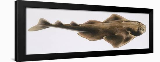 Fishes: Squatiniformes Squatinidae, Angelshark (Squatina Squatina)-null-Framed Giclee Print