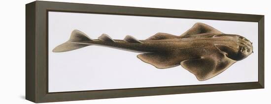 Fishes: Squatiniformes Squatinidae, Angelshark (Squatina Squatina)-null-Framed Premier Image Canvas