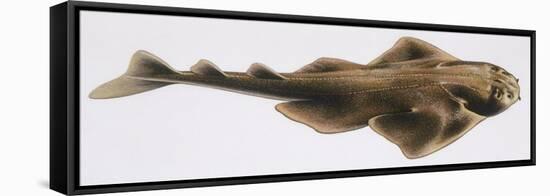 Fishes: Squatiniformes Squatinidae, Angelshark (Squatina Squatina)-null-Framed Premier Image Canvas