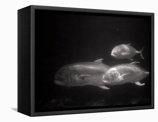 Fishes Swimming-Henry Horenstein-Framed Premier Image Canvas