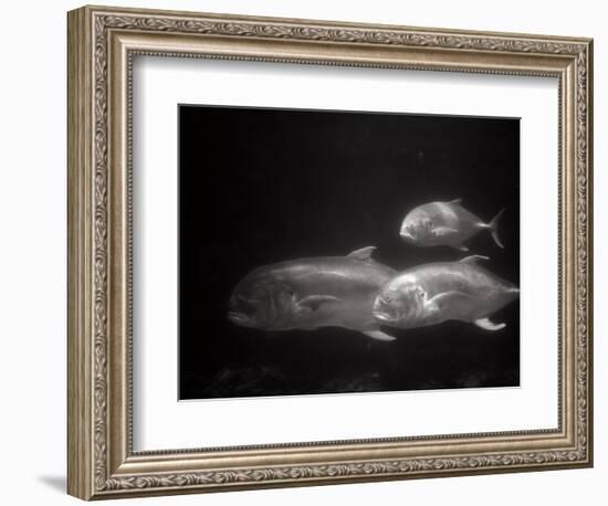 Fishes Swimming-Henry Horenstein-Framed Photographic Print