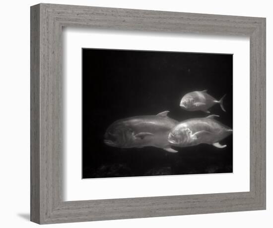 Fishes Swimming-Henry Horenstein-Framed Photographic Print