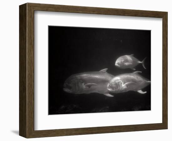 Fishes Swimming-Henry Horenstein-Framed Photographic Print