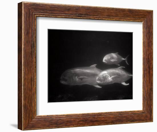 Fishes Swimming-Henry Horenstein-Framed Photographic Print