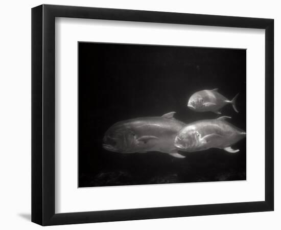 Fishes Swimming-Henry Horenstein-Framed Photographic Print