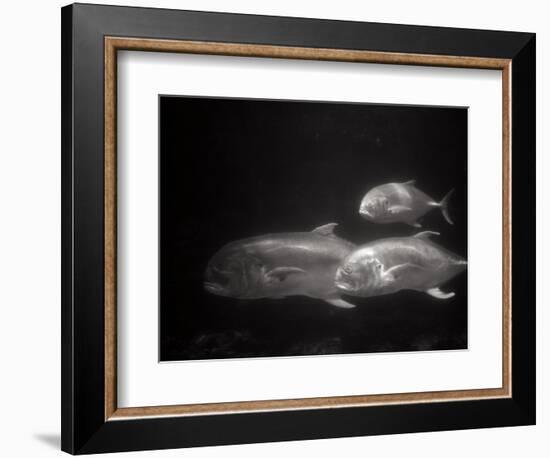 Fishes Swimming-Henry Horenstein-Framed Photographic Print