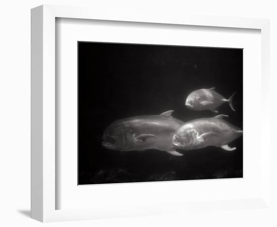 Fishes Swimming-Henry Horenstein-Framed Photographic Print