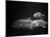 Fishes Swimming-Henry Horenstein-Mounted Photographic Print