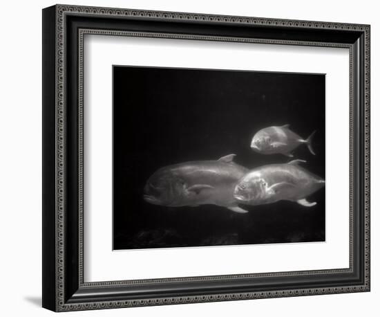 Fishes Swimming-Henry Horenstein-Framed Photographic Print