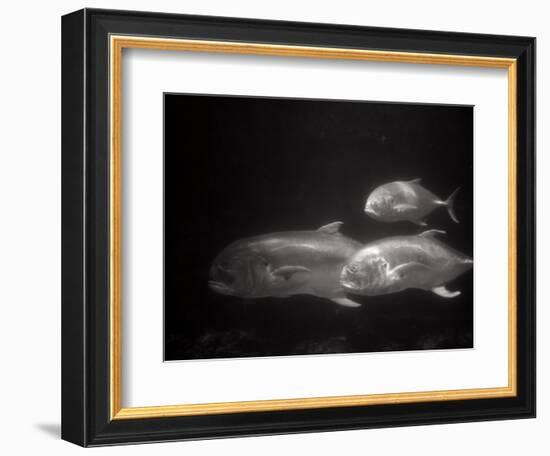 Fishes Swimming-Henry Horenstein-Framed Photographic Print