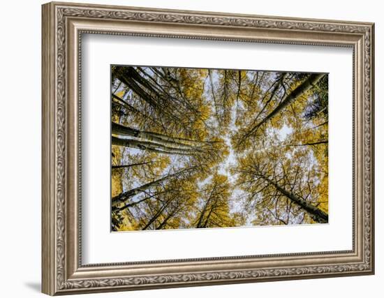 Fisheye view upward of aspen trees in fall, Uncompahgre National Forest, Colorado-Adam Jones-Framed Photographic Print