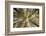 Fisheye view upward of aspen trees in fall, Uncompahgre National Forest, Colorado-Adam Jones-Framed Photographic Print