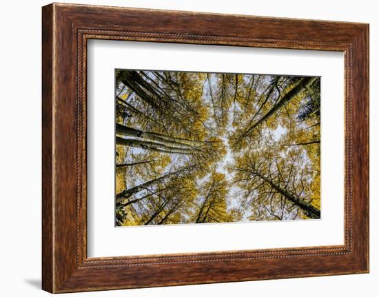 Fisheye view upward of aspen trees in fall, Uncompahgre National Forest, Colorado-Adam Jones-Framed Photographic Print