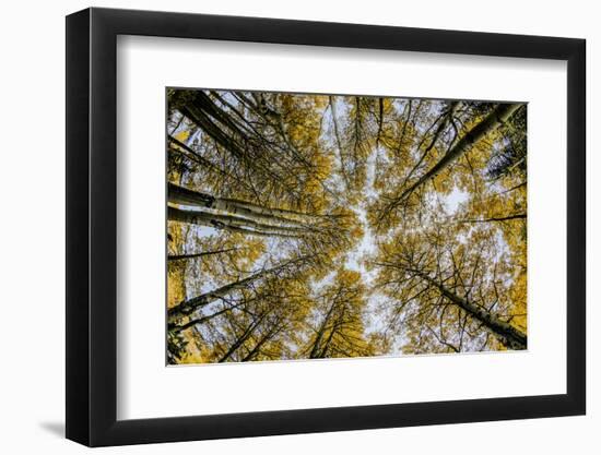 Fisheye view upward of aspen trees in fall, Uncompahgre National Forest, Colorado-Adam Jones-Framed Photographic Print