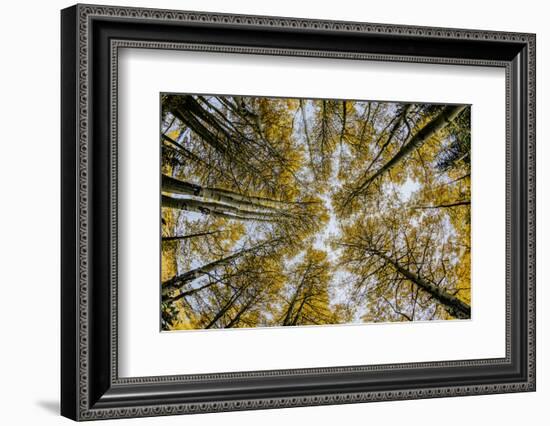 Fisheye view upward of aspen trees in fall, Uncompahgre National Forest, Colorado-Adam Jones-Framed Photographic Print