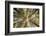 Fisheye view upward of aspen trees in fall, Uncompahgre National Forest, Colorado-Adam Jones-Framed Photographic Print