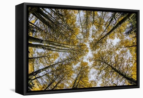 Fisheye view upward of aspen trees in fall, Uncompahgre National Forest, Colorado-Adam Jones-Framed Premier Image Canvas