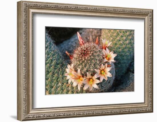 Fishhook Cactus in Bloom, Anza-Borrego Desert State Park, California, Usa-John Barger-Framed Photographic Print