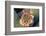 Fishhook Cactus in Bloom, Anza-Borrego Desert State Park, California, Usa-John Barger-Framed Photographic Print