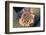 Fishhook Cactus in Bloom, Anza-Borrego Desert State Park, California, Usa-John Barger-Framed Photographic Print