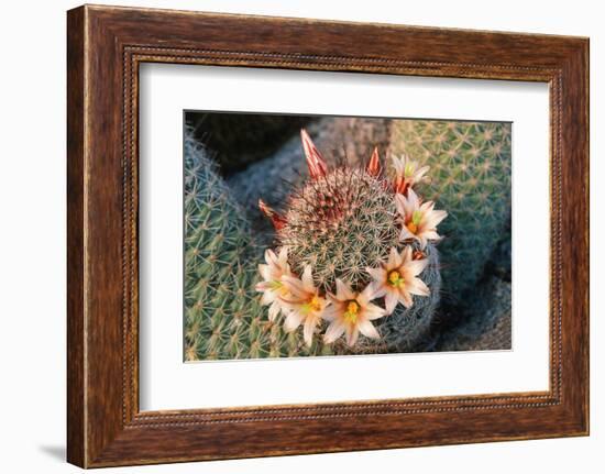 Fishhook Cactus in Bloom, Anza-Borrego Desert State Park, California, Usa-John Barger-Framed Photographic Print